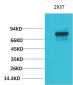 Stat3 Polyclonal Antibody